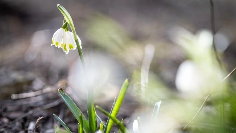 Синоптики уточнили прогноз погоды на 11 апреля в Сахалинской области