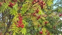 Что приготовить из красной рябины: эти рецепты вы обязаны попробовать