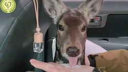 «Сахалинского кенгуру», затаившегося в кустах, спасли в Невельске