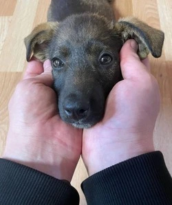 В Южно-Сахалинске неизвестные цинично расправились над щенком                  