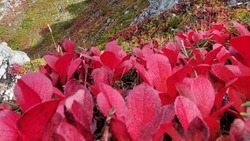 Фотографии полей красники на горе Вайда на Сахалине опубликовали в соцсетях 