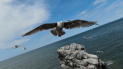 «Ну сфоткай, ну сфоткай»: сахалинцы устроили чайкам фотосессию с воздуха