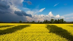 «Это — миротворческая миссия»: сахалинский активист высказалась о спецоперации 