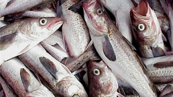 Россияне осудили сахалинских браконьеров, уничтоживших тонны рыбы. «Каждый год одно и то же»