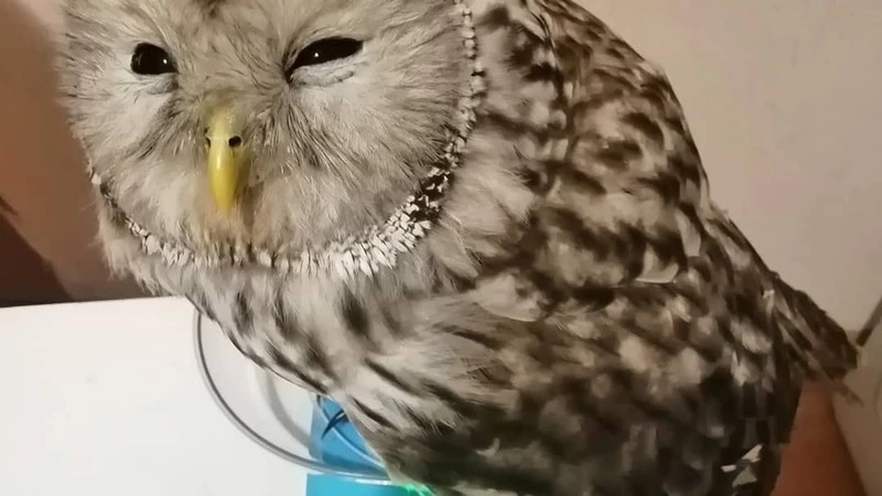 Маленькую сову спасли от мстительных ворон на Сахалине