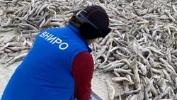 Путина на Сахалине под угрозой: уловы наваги оказались вдвое ниже ожидаемых