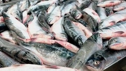 Продажи свежей кеты по 150 рублей за килограмм начнут в Аниве вечером 30 августа