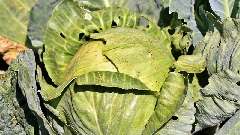 На Сахалине за неделю подешевела капуста, молоко, свинина и вареная колбаса