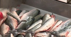 За время лососевой путины на Сахалине выловят больше 70 000 тонн рыбы
