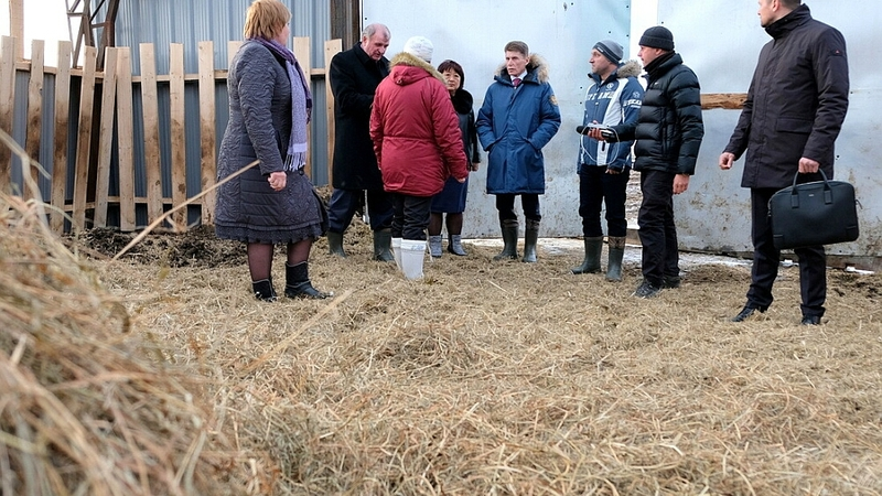 В совхозе «Южно-Сахалинский» улучшили содержание мясного скота