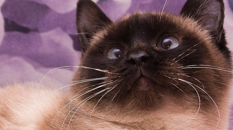 Марсианская кошка