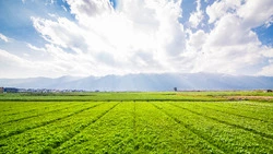 Планы на посевную кампанию 2023 года назвали в минсельхозе Сахалина