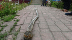 На побережье Кунашира обнаружена водоросль-змея
