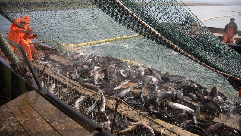 Сбер отметил позитивные изменения в рыболовной отрасли