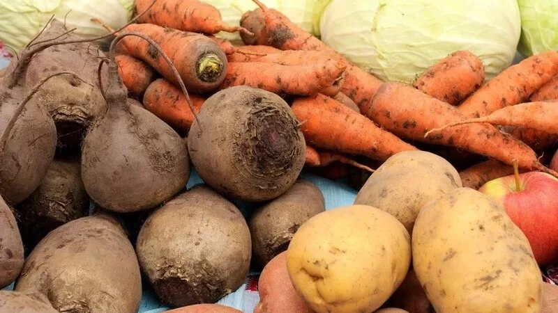 Сахалинские аграрии наращивают темпы массовой уборки овощей