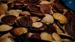 Сахалинцы радуются горам гребешка после шторма. Видеофакт