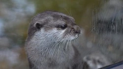 «Довольно стар и ранен»: появились подробности о пойманной выдре в Южно-Сахалинске