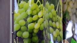 Сахалинских дачников накрыл виноградный бум