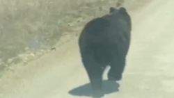 Водители устроили гонки с медведем на западном побережье Сахалина 
