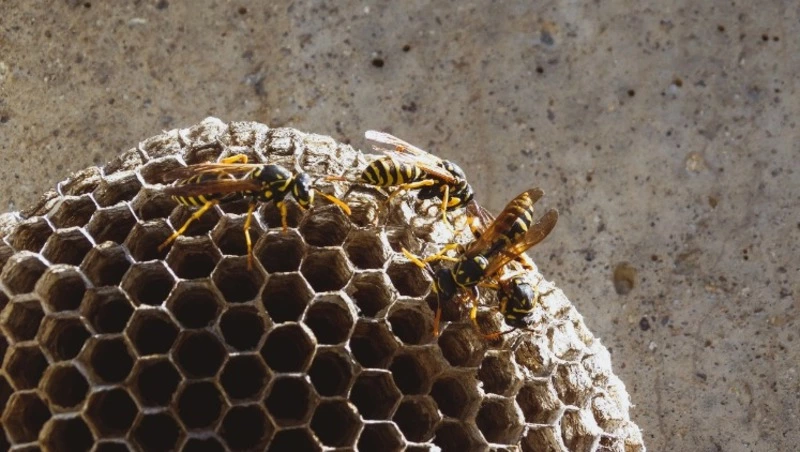 Осы поселились в танке на площади Славы в Южно-Сахалинске и напали на детей