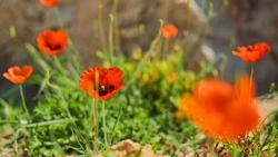 Церковный праздник 16 июля 2025: что нельзя делать в этот день, приметы