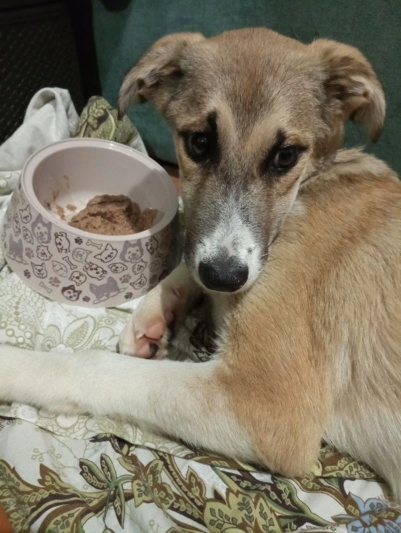 Попавший под колеса скорой на Сахалине щенок пошел на поправку