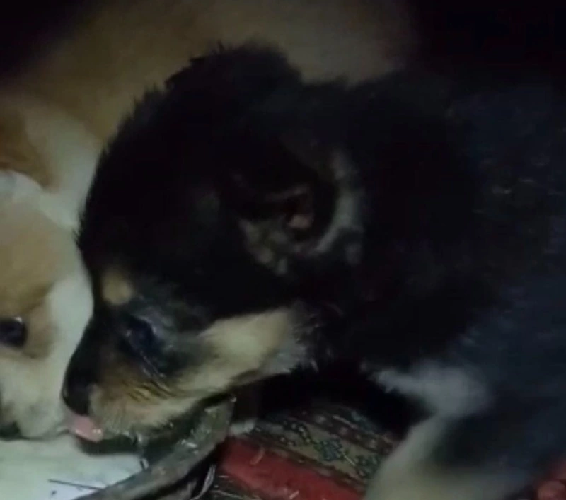 Пенсионеры открыли приют для покалеченных животных на ДВ-гектаре в Холмске