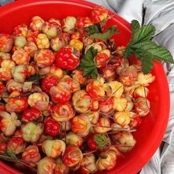 На севере Сахалина открыли сезон сбора морошки