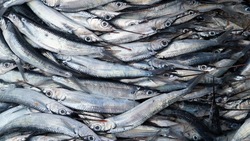 Рыбу по 40 рублей за килограмм продадут возле ТЦ «Техник» в Южно-Сахалинске 19 апреля