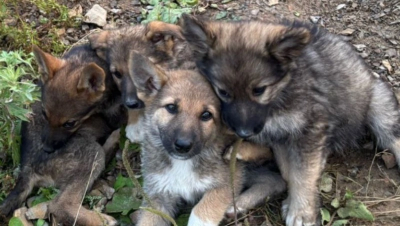 В Корсакове приют для бездомных собак «Хвостик» бросил клич о помощи