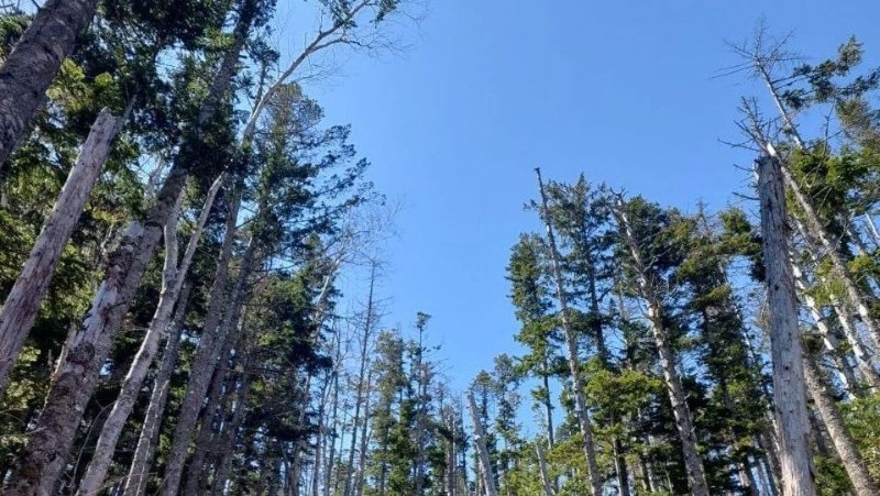 Жителей Южно-Сахалинска призвали соблюдать правила пожарной безопасности