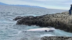 Жители Кунашира обнаружили мертвого кита