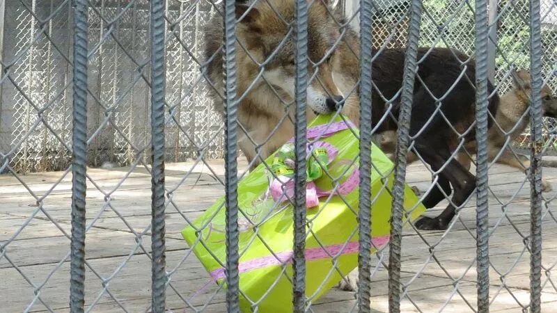 В Сахалинском зоопарке поздравили волка Вульфа