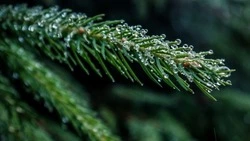 Жителям Сахалина напомнили об ответственности за вырубку хвойных деревьев