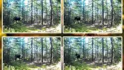 В фотоловушку в Поронайске попался сильный и уверенный в себе лось