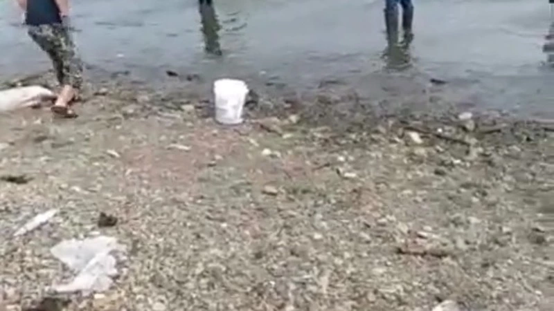 Браконьеры ринулись за горбушей на побережье Макаровского района