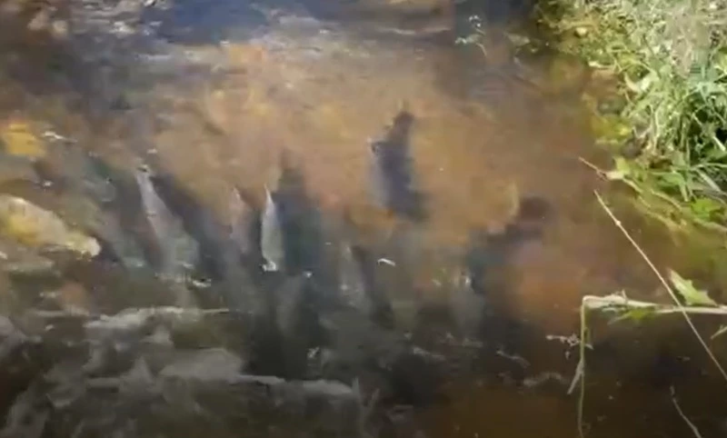 «Побольше бы таких мест»: сахалинцы обнаружили кетовое джакузи