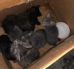 Неизвестные выкинули набитую котятами коробку на юге Южно-Сахалинска