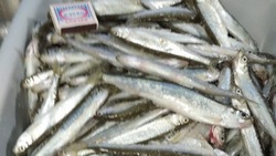 Рыбаки похвастали богатым зимним уловом на водоемах Углегорского района