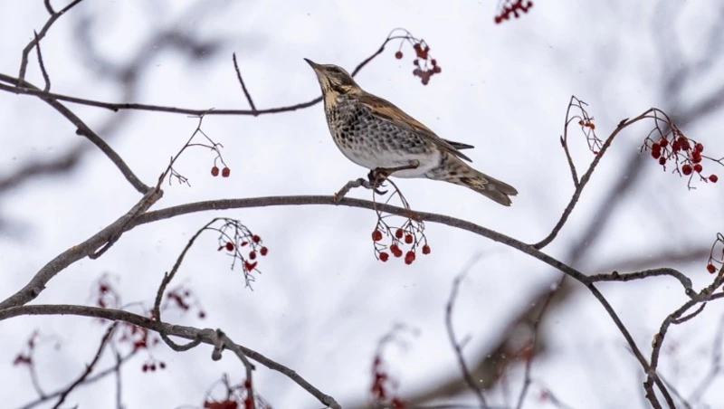 Пернатый десант оккупировал рябины в парке Южно-Сахалинска