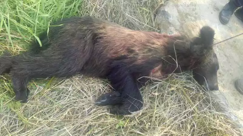 Сахалинские полицейские застрелили медвежонка в центре Охи