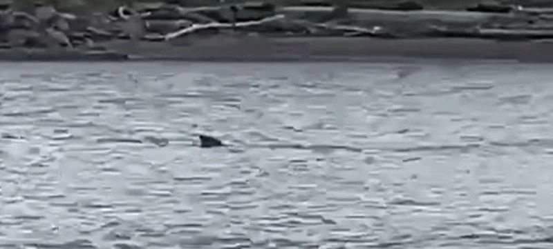 Нерпа указала рыбаку удачное место лова на Сахалине