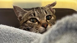 В приюте Южно-Сахалинска пытались спасти жизнь искалеченному коту, который сам вышел к людям
