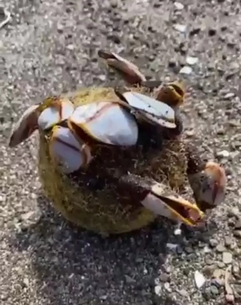 Мяч для тенниса оброс морским деликатесом в Невельском районе