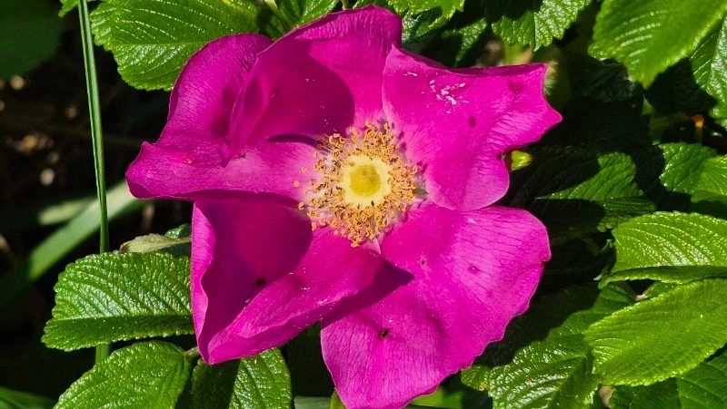 После аномальной июньской жары: каким будет июль на Сахалине?