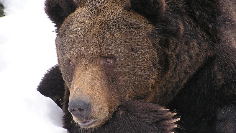 На севере Сахалина охотники продолжают патрулировать дачи в поисках медведей-«домушников»