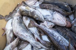 Февральские цены на свежую рыбу в Сахалинской области проверил губернатор