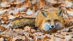 Прокуратура проведет проверку из-за лисы на ВПП в аэропорту Южно-Сахалинска