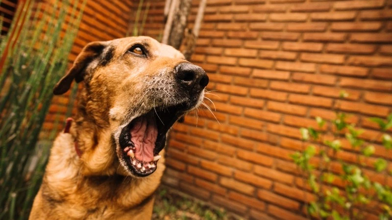 Бродячая собака укусила маленькую девочку за бедро в Рязанской области