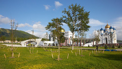 В Южно-Сахалинске «Сад памяти» украсили еще 55 молодых кленов